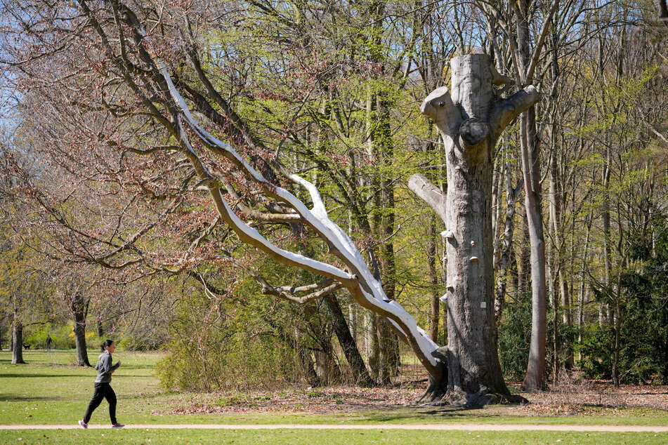 Zu der Auseinandersetzung kam es im Kleinen Tiergarten. (Archivbild)