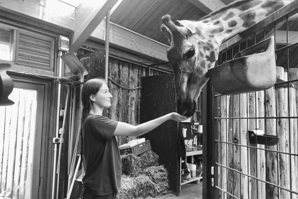 Giraffendame Femke starb kurz nach der Totgeburt ihres Kalbs.