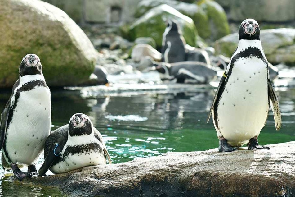 Ei, Ei, Ei: Wird's bis zur Eröffnung auch Nachwuchs bei den Pinguinen geben?