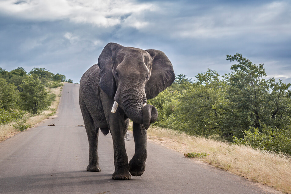 Immer wieder kommt es zu tödlichen Zwischenfällen mit wütenden Elefanten. Bei Provokation können die eigentlich friedlichen Tiere unberechenbar werden. (Symbolbild)