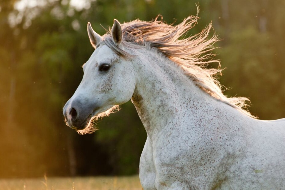 Weil sich das Pferd nicht freiwillig bewegte, wurde es mit einem Auto von der Ranch gezerrt. (Symbolbild)