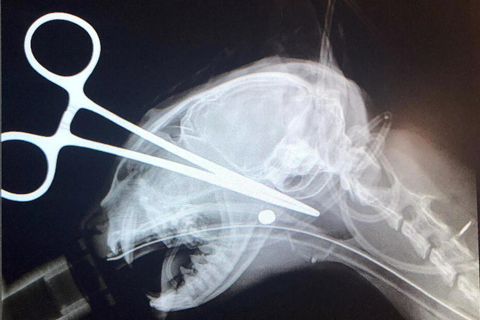 Auf dem Röntgenbild ist das Projektil im Kopf der Katze deutlich zu sehen.