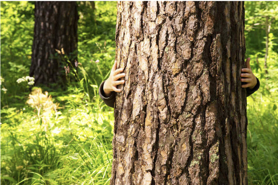 Bäume sind wichtig fürs Ökosystem und tragen erheblich zu unserer Lebensqualität bei - darum sollte man sie besser schützen, findet der BUND. (Symbolbild)