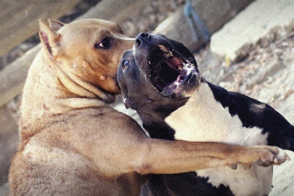 Überleben die Hunde die grausamen Tierkämpfe, tragen sie nicht selten schwerste Verletzungen davon.