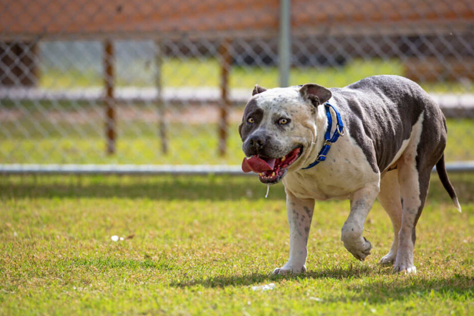 Der Pitbull-Terrier biss zuerst eine Katze tot und wollte auf die Polizeibeamten zustürmen. (Symbolbild)