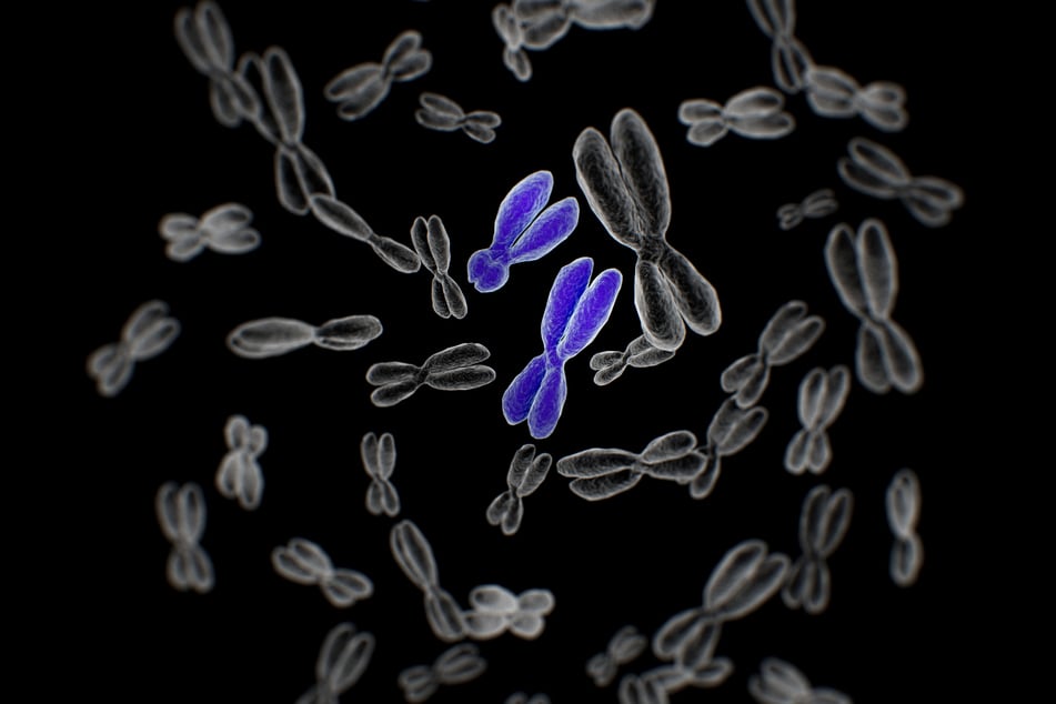 Y-Chromosomen (Mitte) haben sich im Laufe der Jahrhunderte immer weiter zurückgebildet. (Symbolbild)