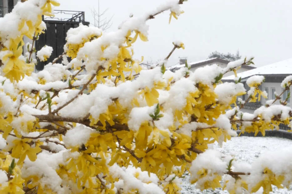 Im Westallgäu wurden Frühlingsblüher von einer Schneedecke überzogen.