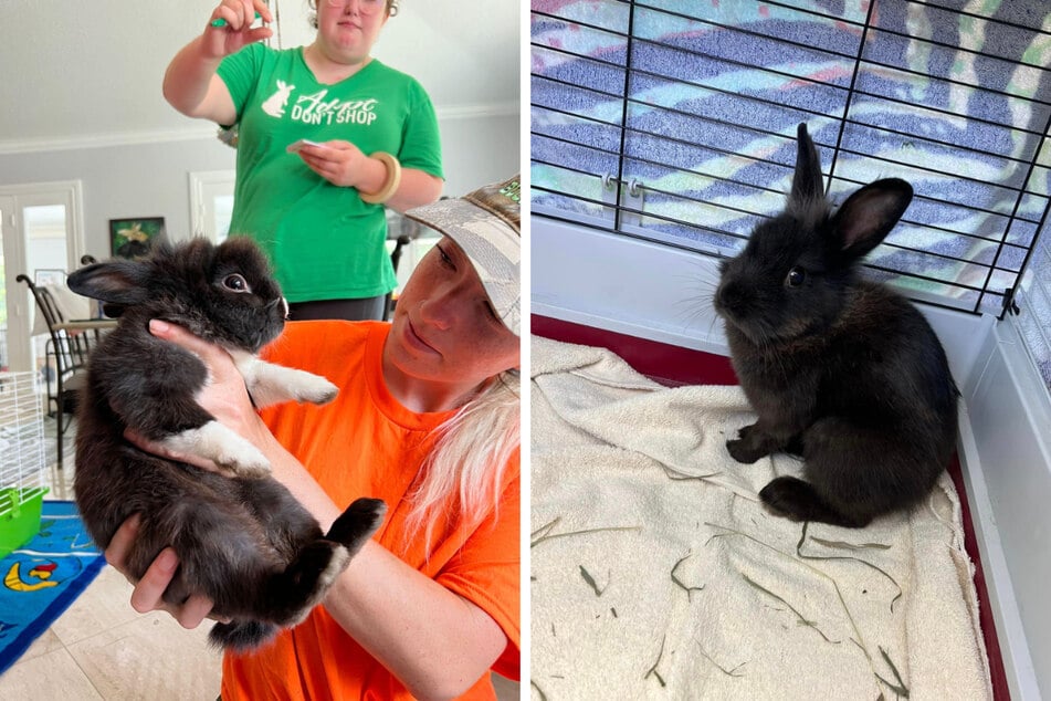 Rescue workers are trying to save as many bunnies as they can.