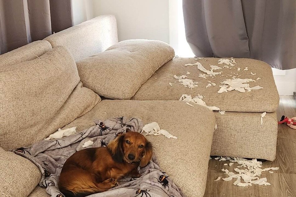 This dachshund is super proud of his mess and the internet loves it.