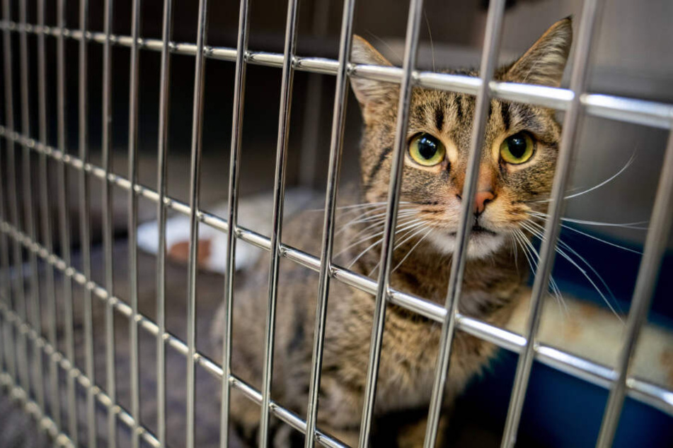 Die Katze wurde in einer Transportbox mit ins Polizeirevier gebracht.