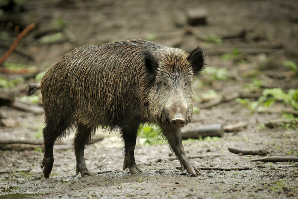 Auch ein Wildschwein wurde auf dem Hof als Haustier gehalten. (Symbolbild)