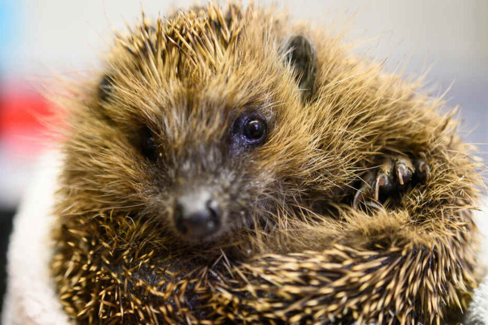Die Igel-Bestände nehmen ab.