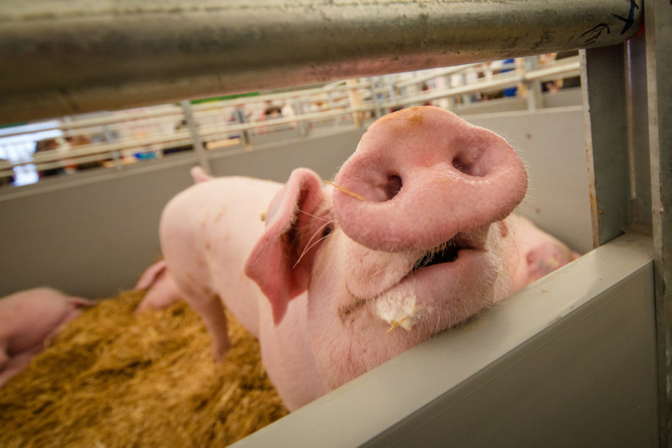 In Bayern leben über drei Millionen Schweine.