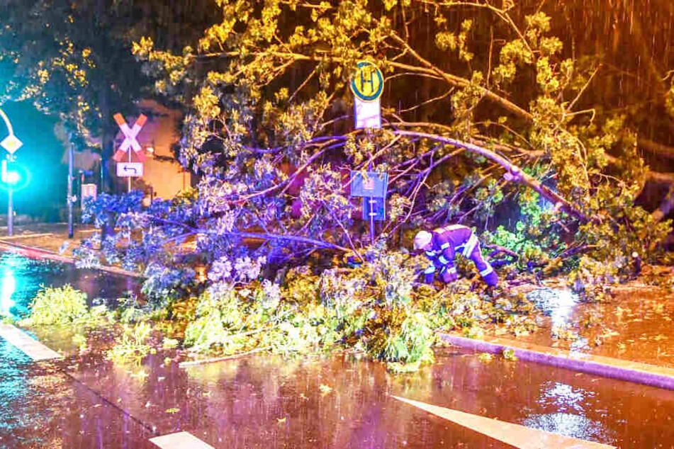 Die Pflanze konnte dem starken Regen nicht standhalten und krachte mitten in die Bushaltestelle.