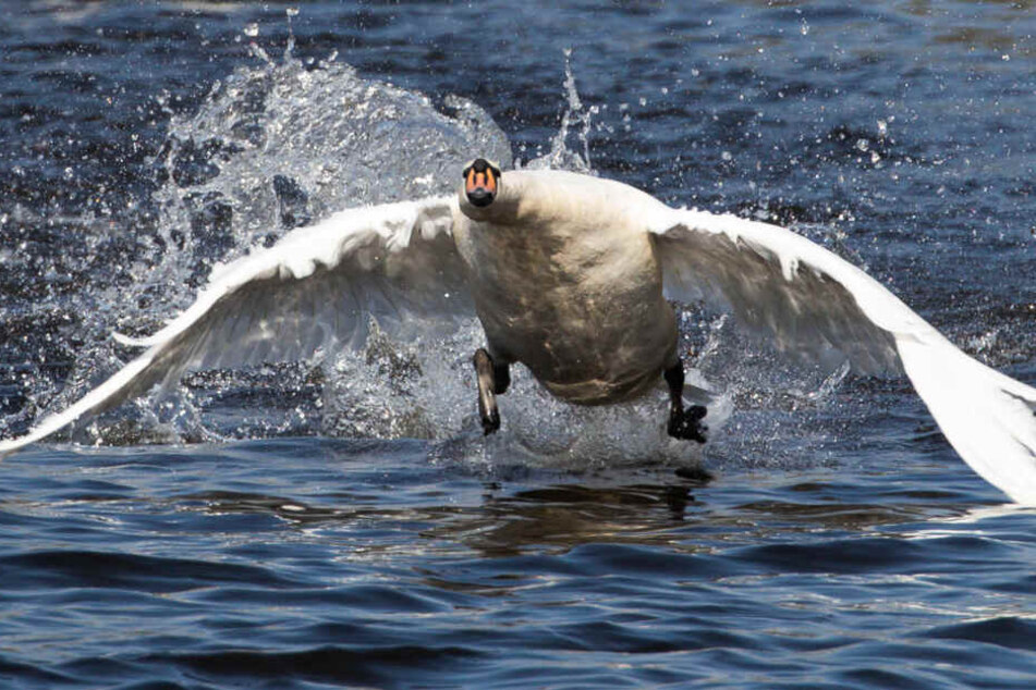 Der südliche Teil des Tegernsees soll von Schwimmern gemieden werden. (Symbolbild)