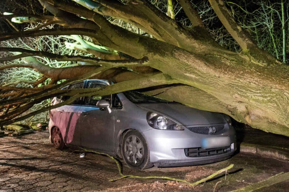 Ein umgestürzter Baum hat ein Auto unter sich begraben.