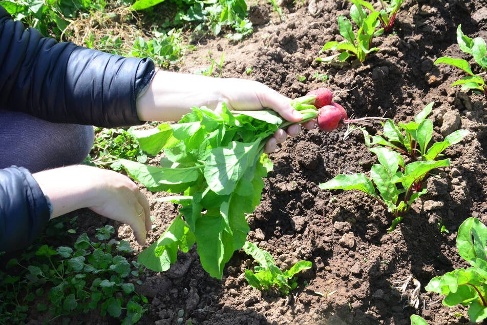 Einmal reif, sollten die Erträge zeitig geerntet werden. Für die Qualität und die folgende Fruchtbildung.