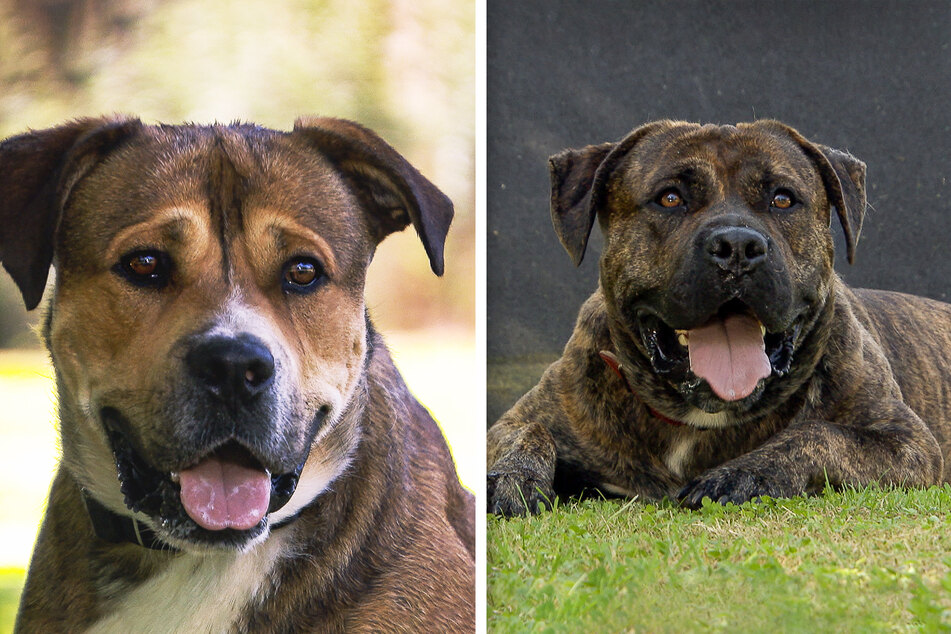 Brownie (l.) und Mafia (r.) kamen gemeinsam in die Obhut des Tierheims Eisleben.