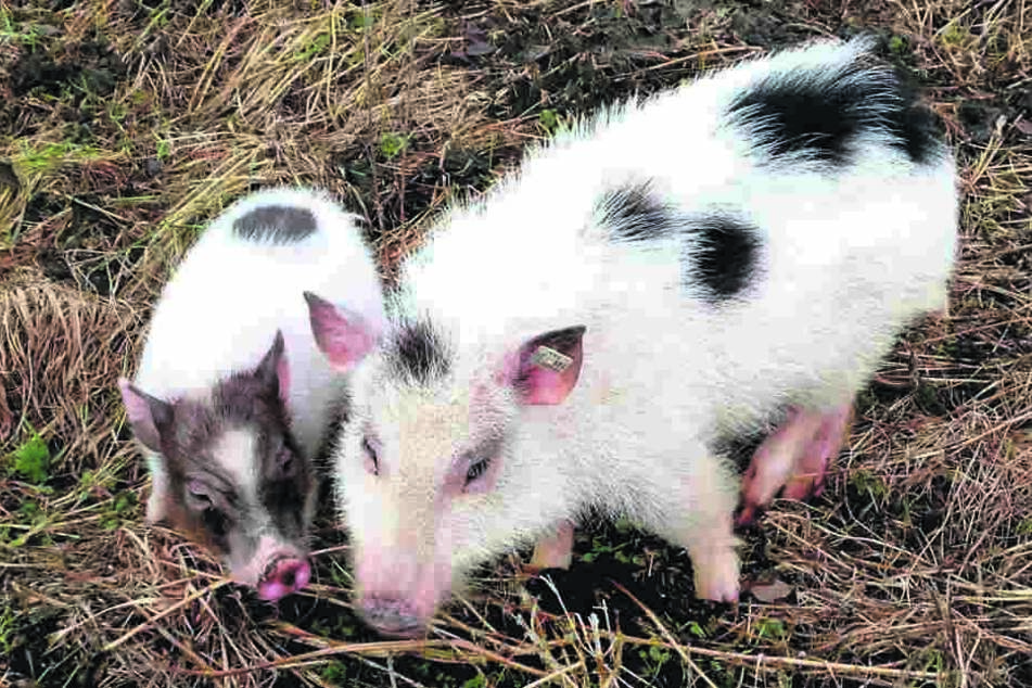 Interessiert rüsselt Theaterschweinchen Eddy (l.) an seiner neuen Liebschaft Rosi.