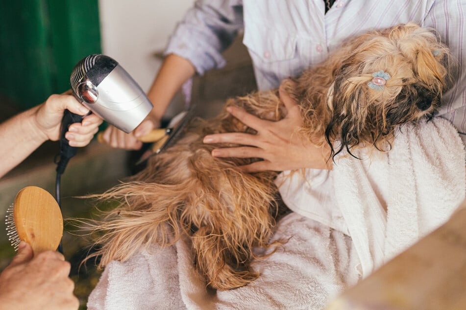 Properly grooming your dog is important to maintain the quality and comfort of its hair.