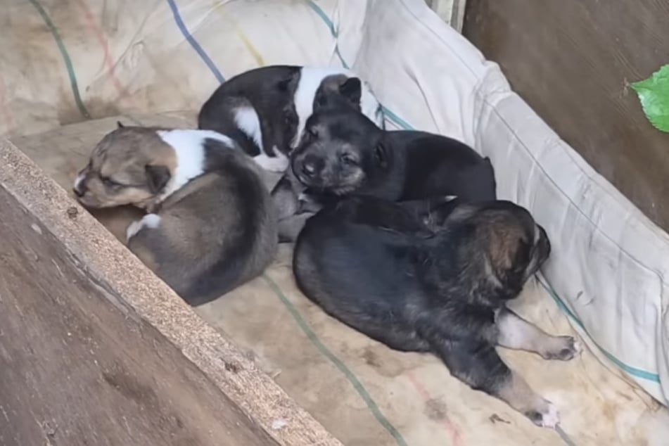 Vier Welpen hatte die Hunde-Mama Olena zeigen wollen.