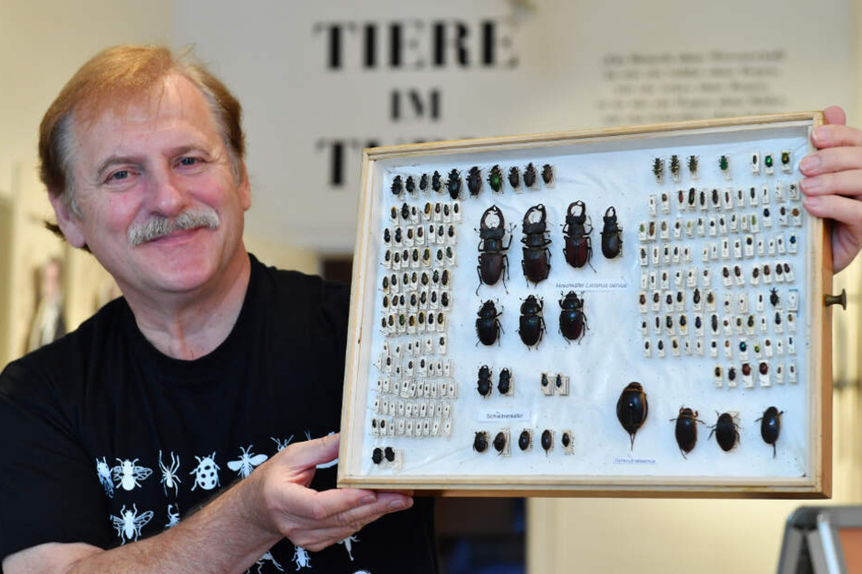 Ronald Bellstedt präsentiert am 21.09.2017 im Museum der Natur auf Schloss Friedenstein in Gotha (Thüringen) einen Insektenkasten mit Käfern.
