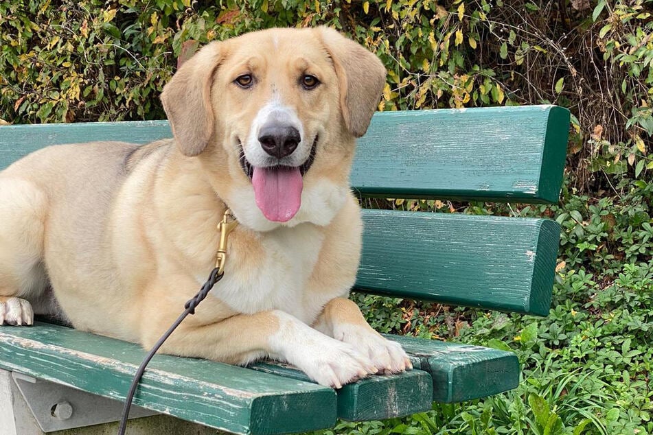 Archie wünscht sich sehnlichst ein neues Zuhause.