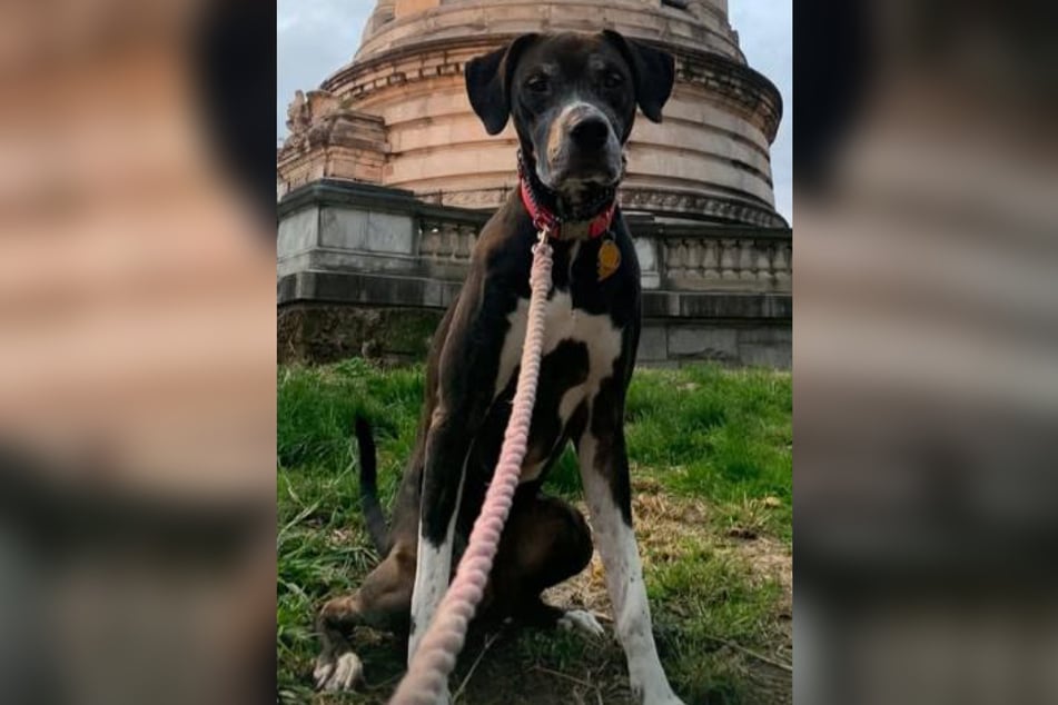 Sierra už rozhodně není štěně.