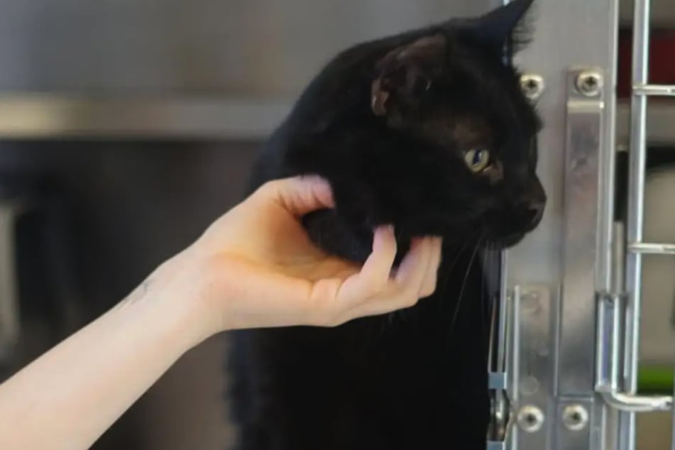 Der Kater setzt Grenzen und möchte selbst bestimmen, wann er gestreichelt wird.