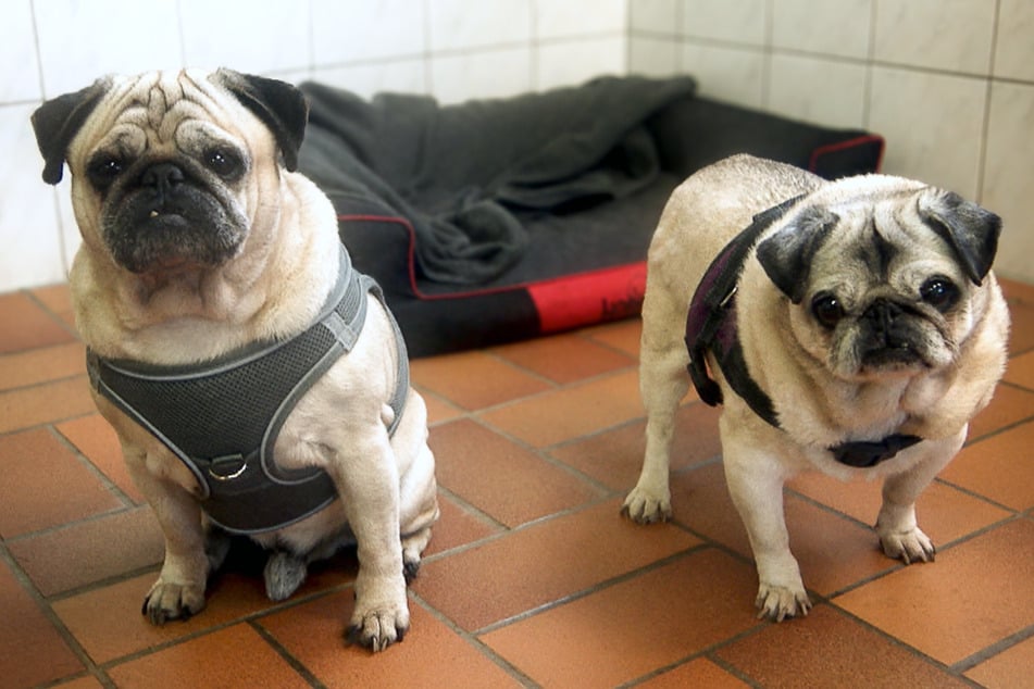 Paul (11) und Ronya (13) lebten mit knapp 50 Katzen zusammen, bevor sie gerettet wurden.