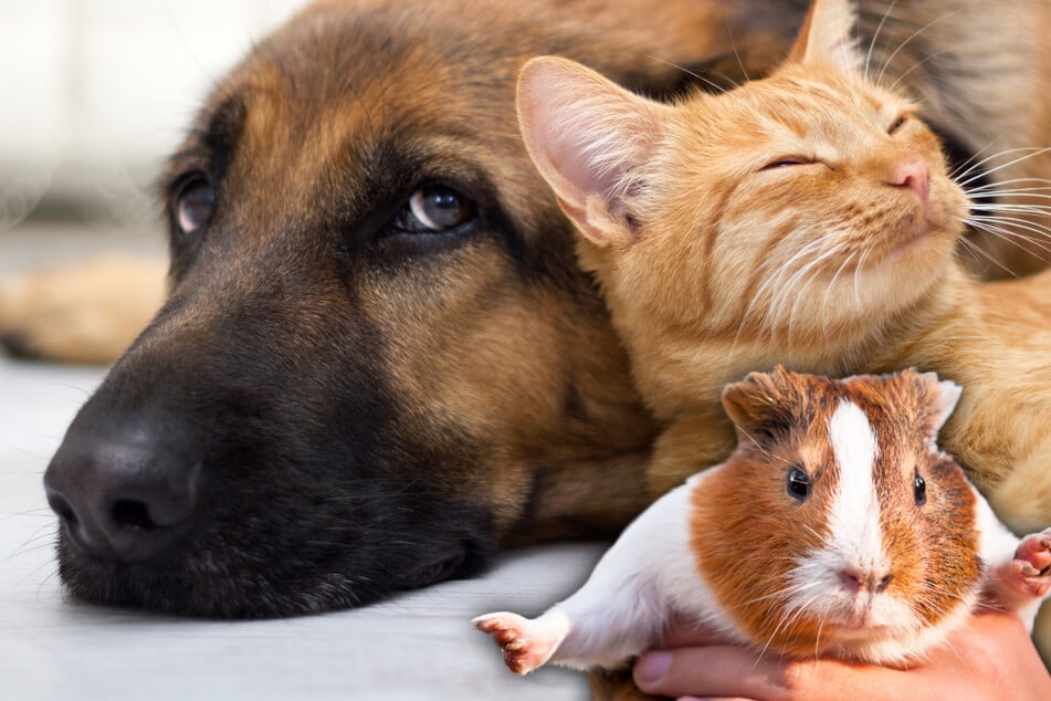 Hund, Katze oder Meerschweinchen? Das ist das beliebteste Haustier der Deutschen