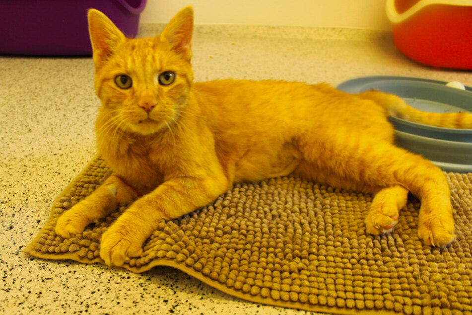 Kater Hubert.