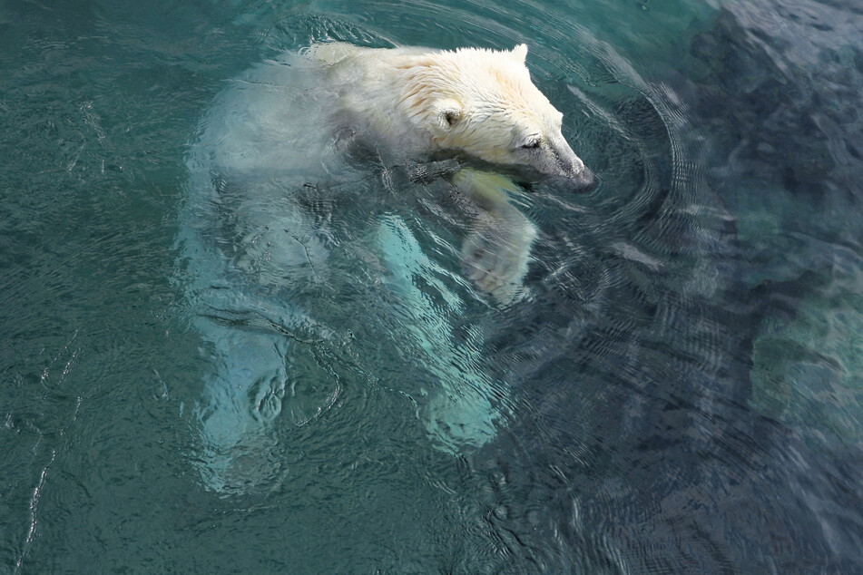 Polarbären haben zunehmend Probleme, weil das Schmelzen der Gletscher immer weiter voran schreitet. (Symbolbild)