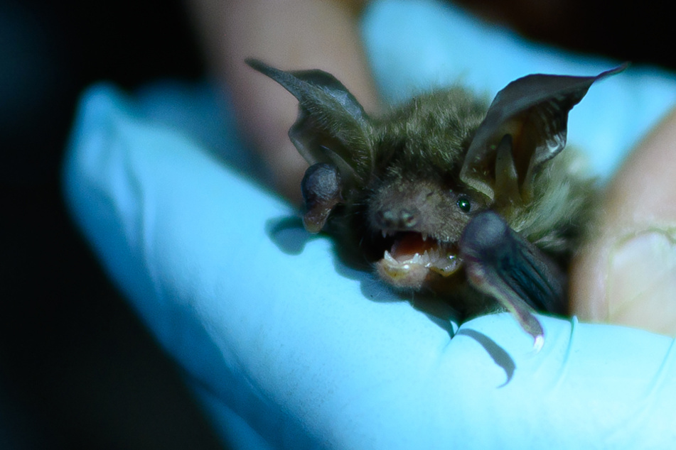 In der Europäische Fledermausnacht (29. bis 30. August) sollen Menschen die kleinen Tiere besser kennenlernen. (Archiv)