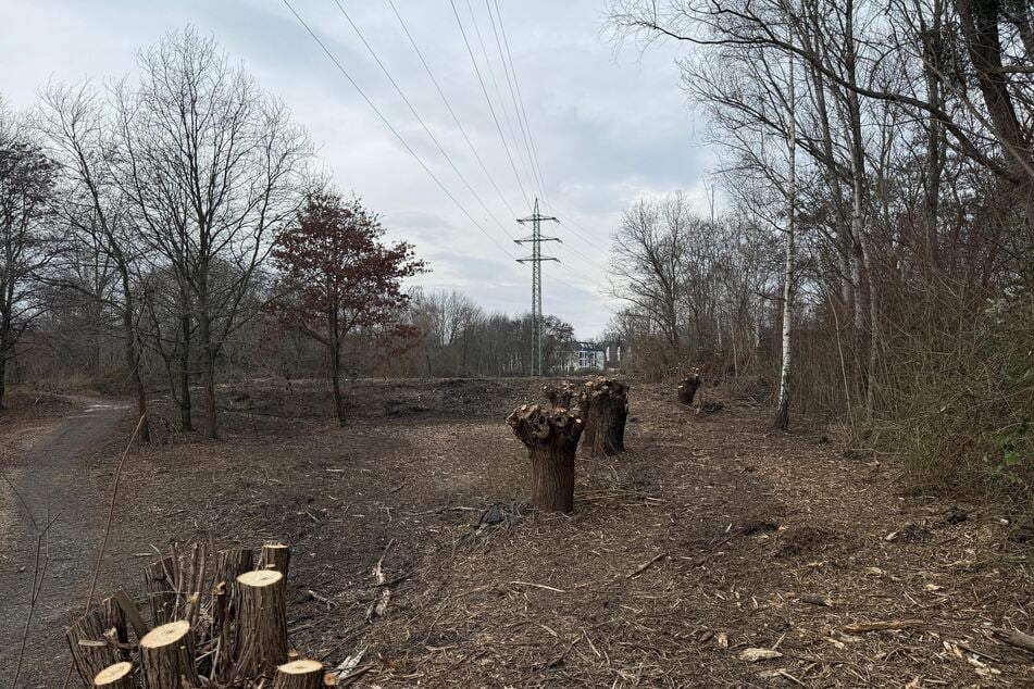 Über der jetzt kahlen Fläche in Laubegast verläuft eine Hochspannungsleitung.