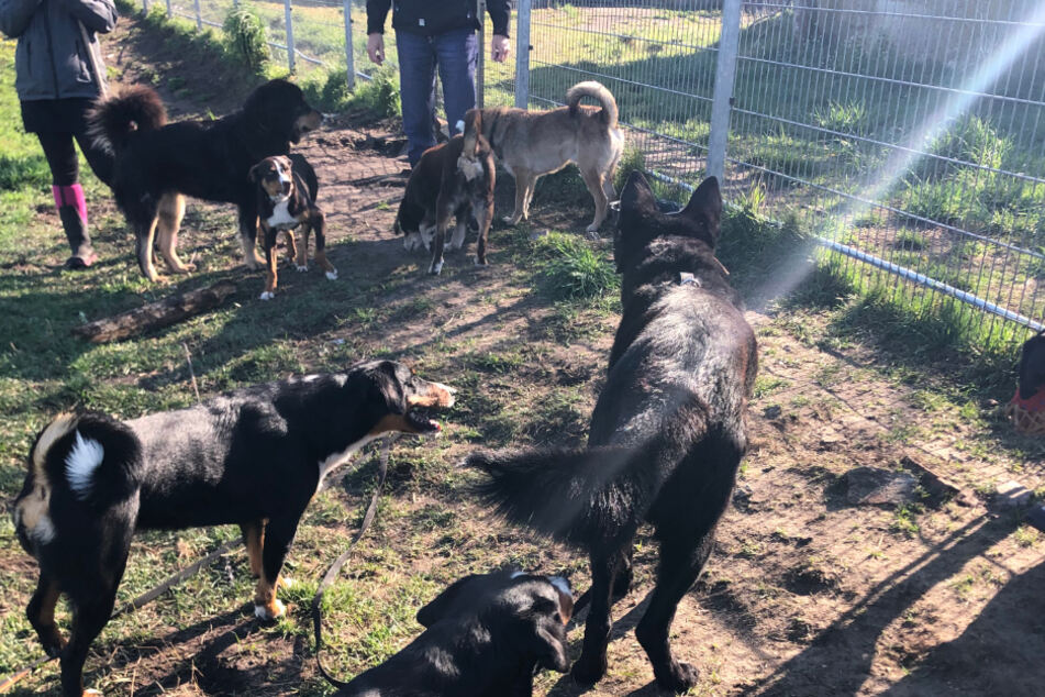 Ben (rechts) bei der Ankunft in seinem neuen, vorläufigen Heim, dem Hundegut Nord in Schleswig-Holstein.