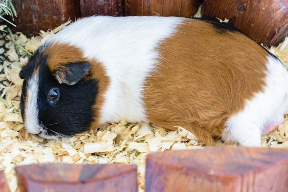 Meerschweine können mit offenen Augen schlafen.