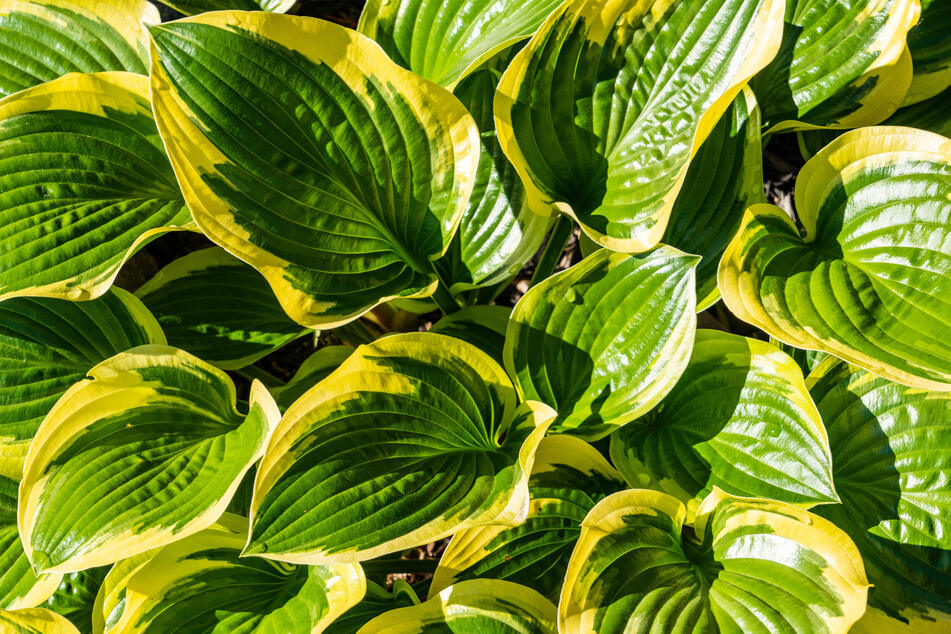 Hostas have luscious foliage, with leaves that catch the eye despite not having flowers.