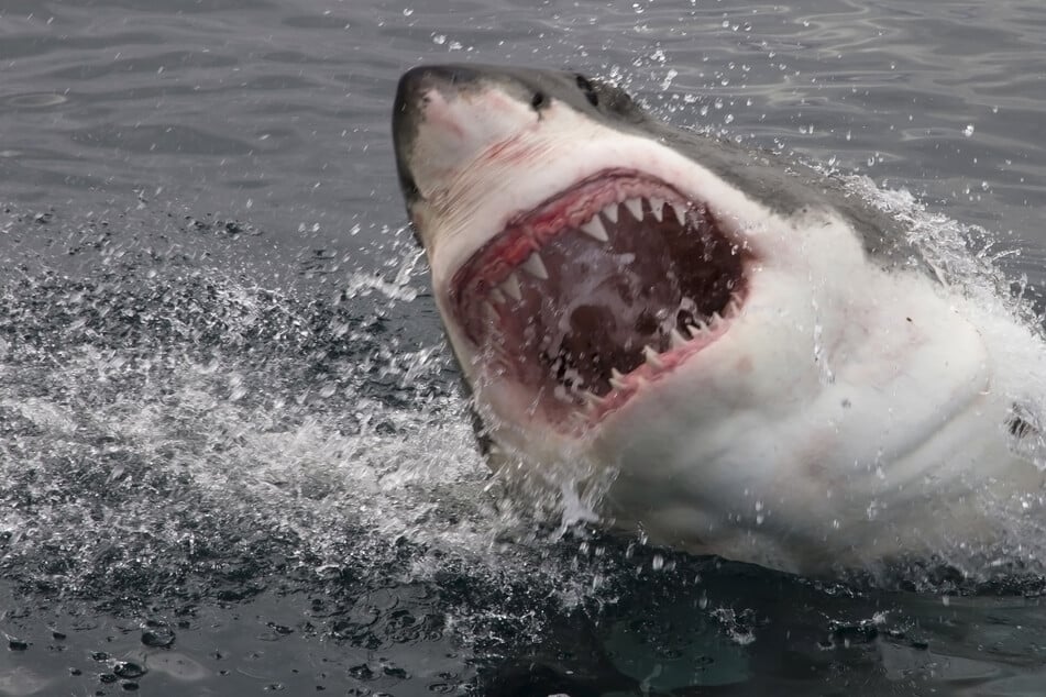 Todesdrama am Badestrand: 14-Jähriger von Hai in Stücke gerissen