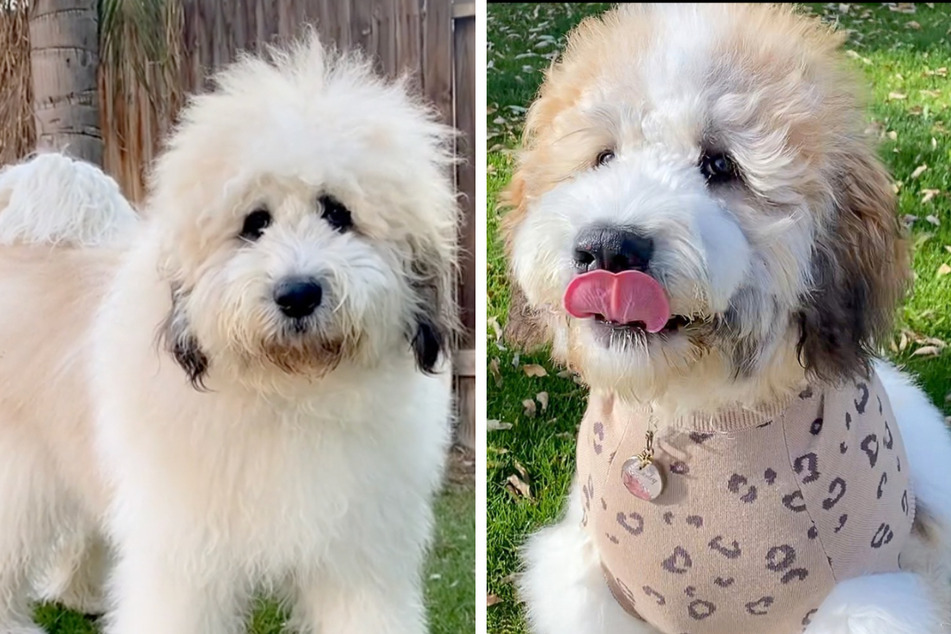 Marley is a mix between a Saint Bernard and a Poodle, aka a "Saint Berdoodle."