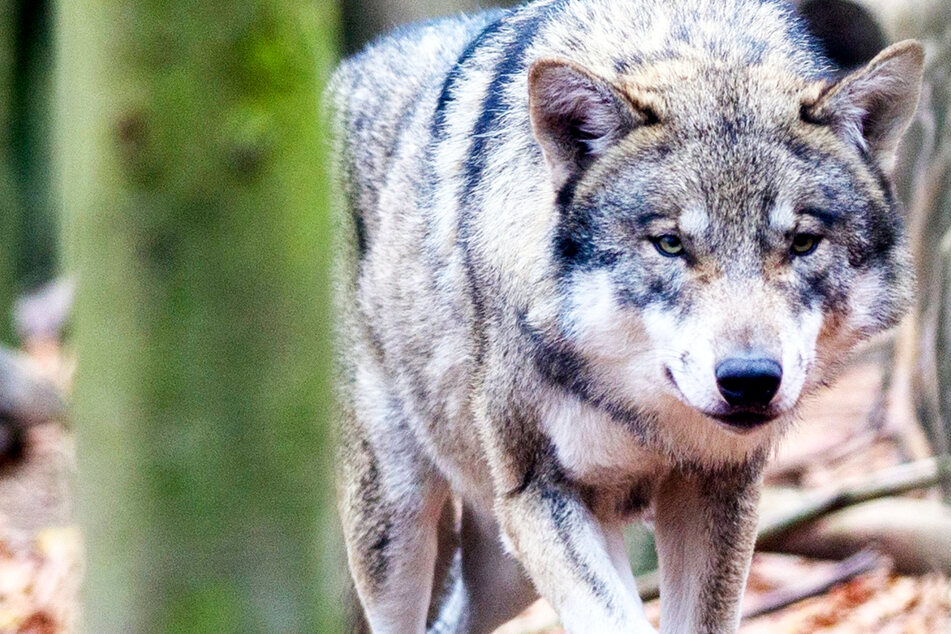 Wölfe in Hessen: Expertin erwartet reichlich Nachwuchs im Jahr 2023