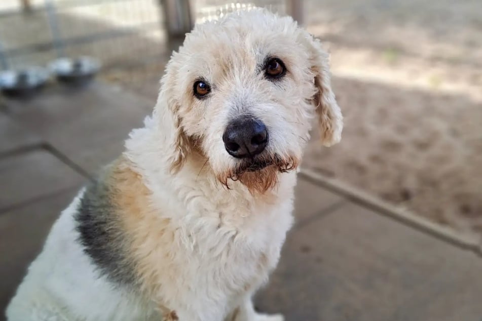Mischling Milou aus dem Hamburger Tierheim ist auf der Suche nach einem richtigen Zuhause.