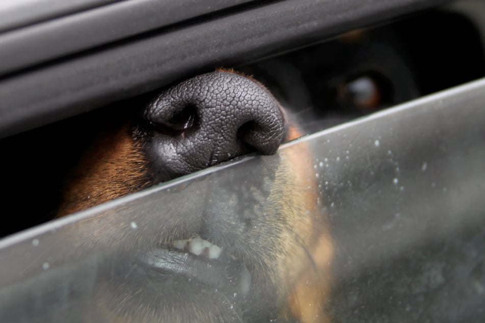 Nicht zu unterschätzen: Bei Außentemperaturen zwischen 20 und 25 Grad kann sich das Innere eines Autos auf über 50 Grad erhitzen.