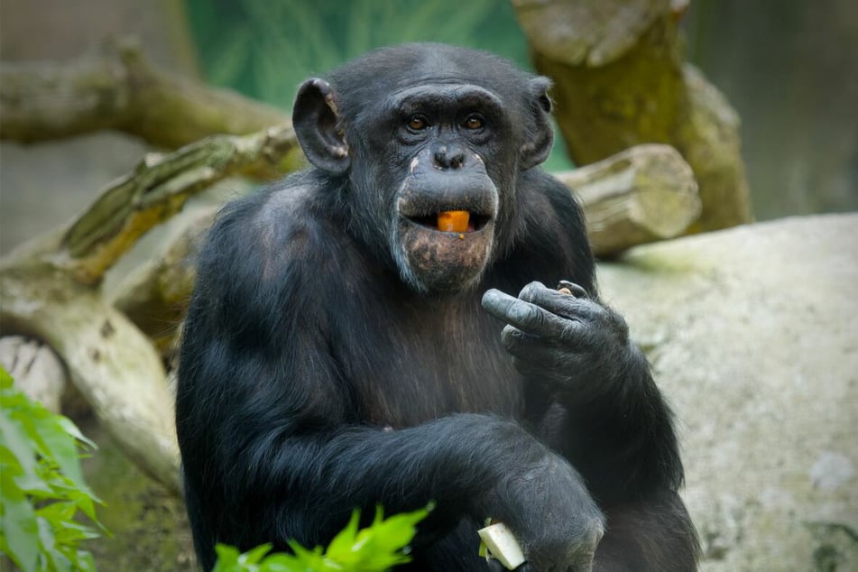 Die Schimpansenmutter Lizzy zeigte kein Interesse an ihrem Jungen.