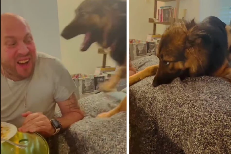 Barking match: Man and his dog get into a crazy food fight!
