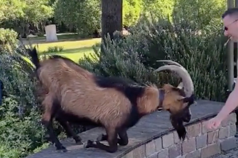 Hennes IX. bei einer Übung mit einem Tierpfleger im Kölner Zoo.