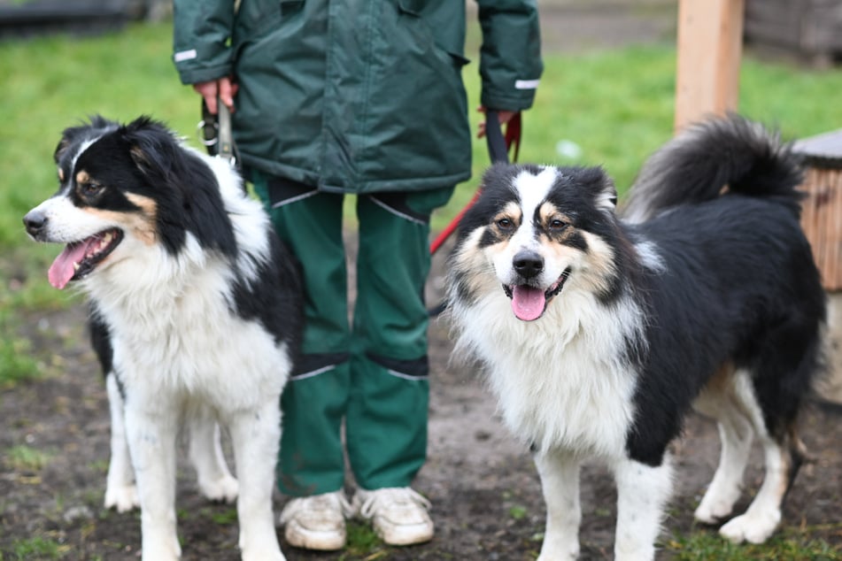 Diese zwei Australian Shepherds irrten zwei Tage vor Heiligabend durch Charlottenburg.