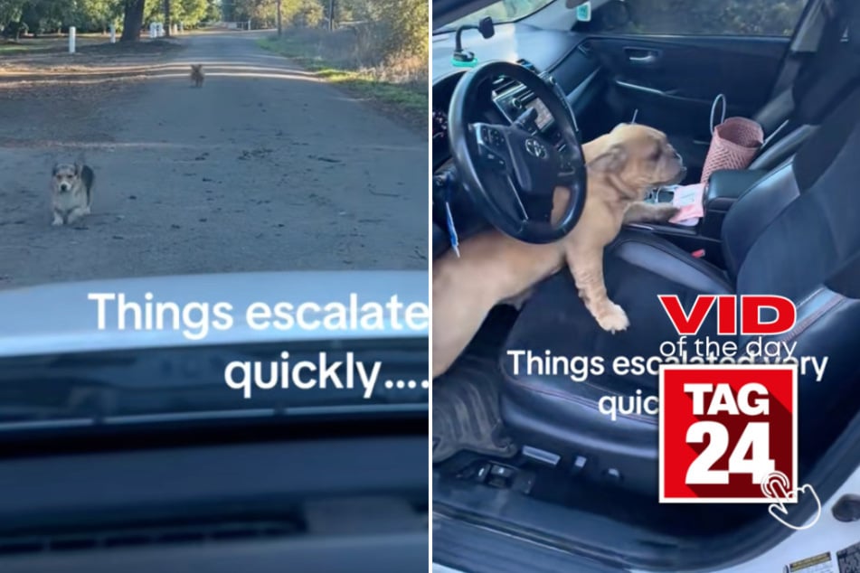 viral videos: Viral Video of the Day for October 30, 2025: Woman "carjacked" by two adorable stray pups