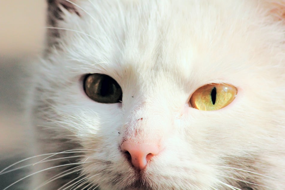 Hat eine Katze unterschiedlich große Pupillen, spricht man von Anisokorie.
