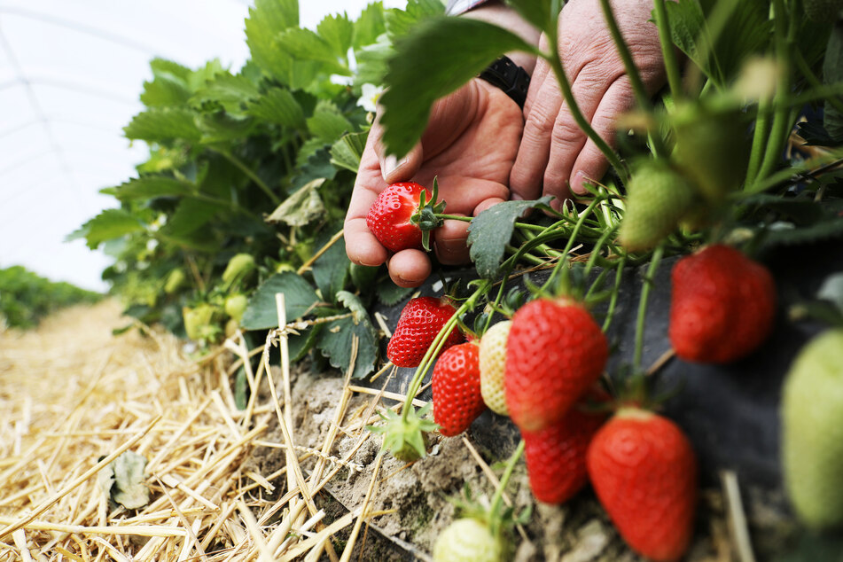 Erdbeeren werden wohl dieses Jahr teurer werden als zuvor. (Symbolbild)